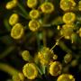 Fennel (Foeniculum vulgare): Non Native. In mediaeval times fennel was thought to prevent witchcraft. 1/8" flowers.